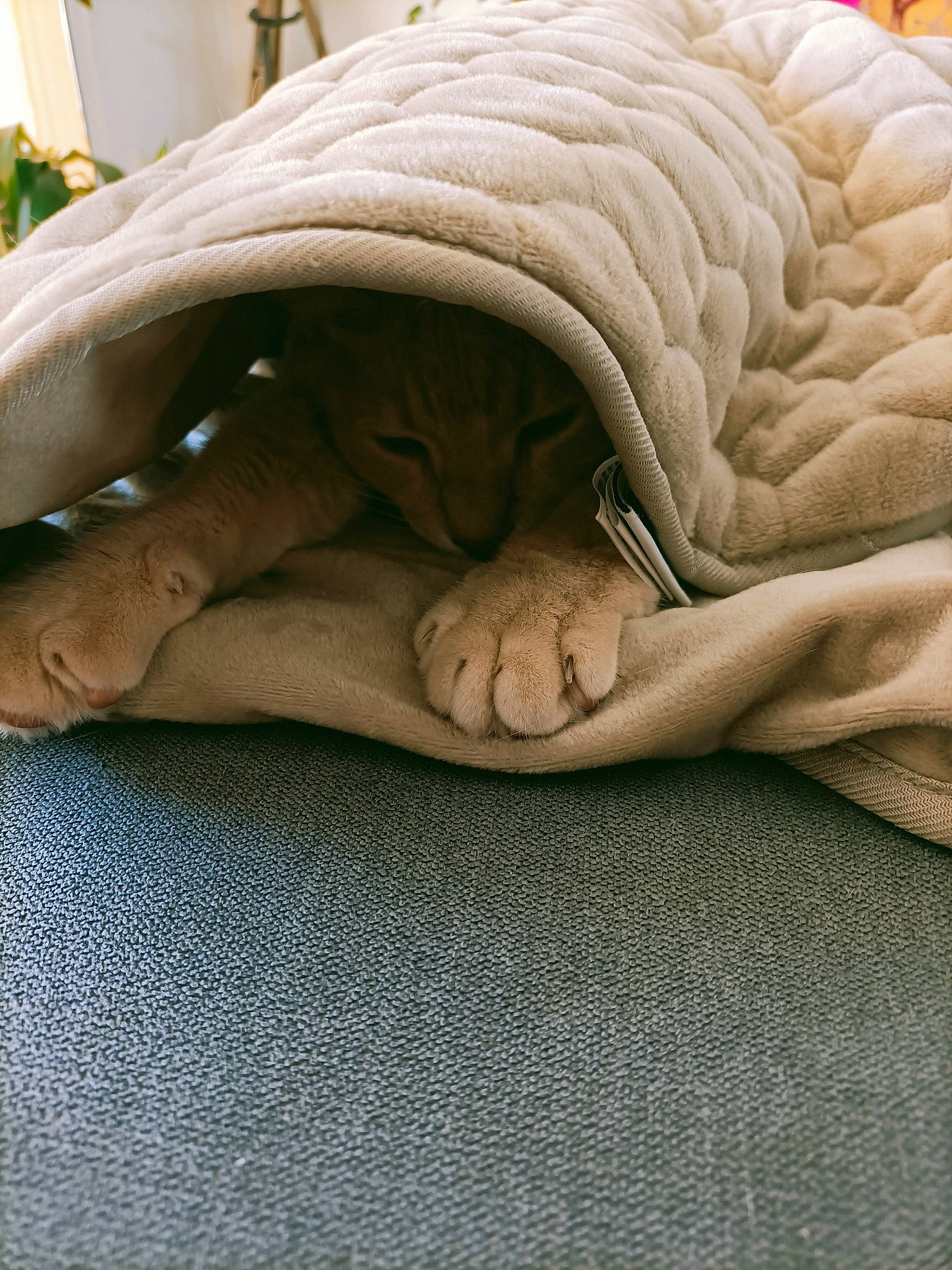 Mogwaï participe au concours pour gagner de l'argent avec cette photo : art, bed, bedding, bedroom, carpet, comfort, duvet, fawn, felidae, flooring, fur, hardwood, human_leg, linens, mattress, pattern, sleeve, small_to_medium_sized_cats, textile, wood