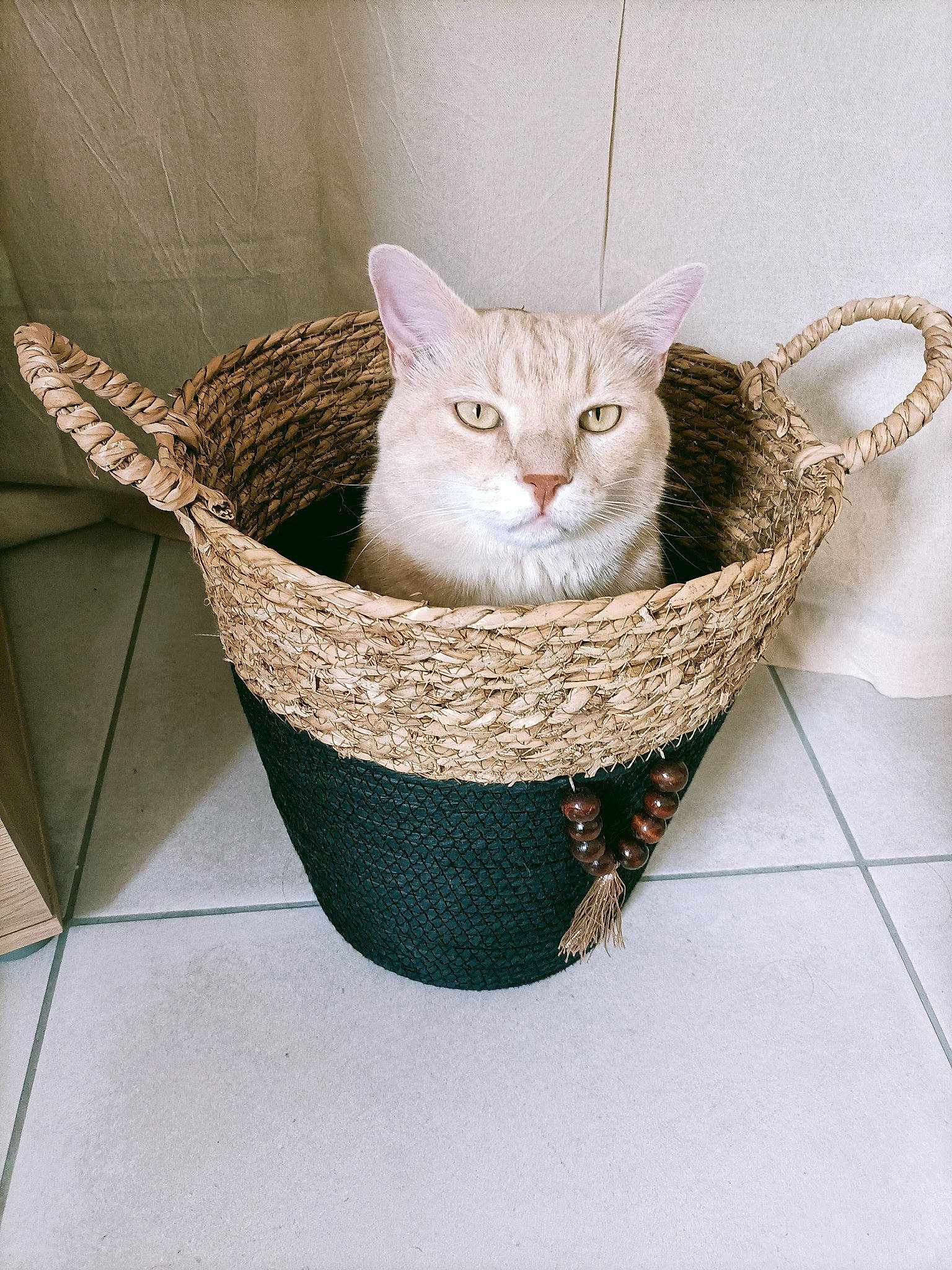 Mogwaï participe au concours pour gagner de l'argent avec cette photo : baby_products, bag, basket, carnivore, cat, cat_bed, cat_furniture, cat_supply, chair, collar, fawn, felidae, fur, pet_supply, product, small_to_medium_sized_cats, storage_basket, tail, whiskers, wood