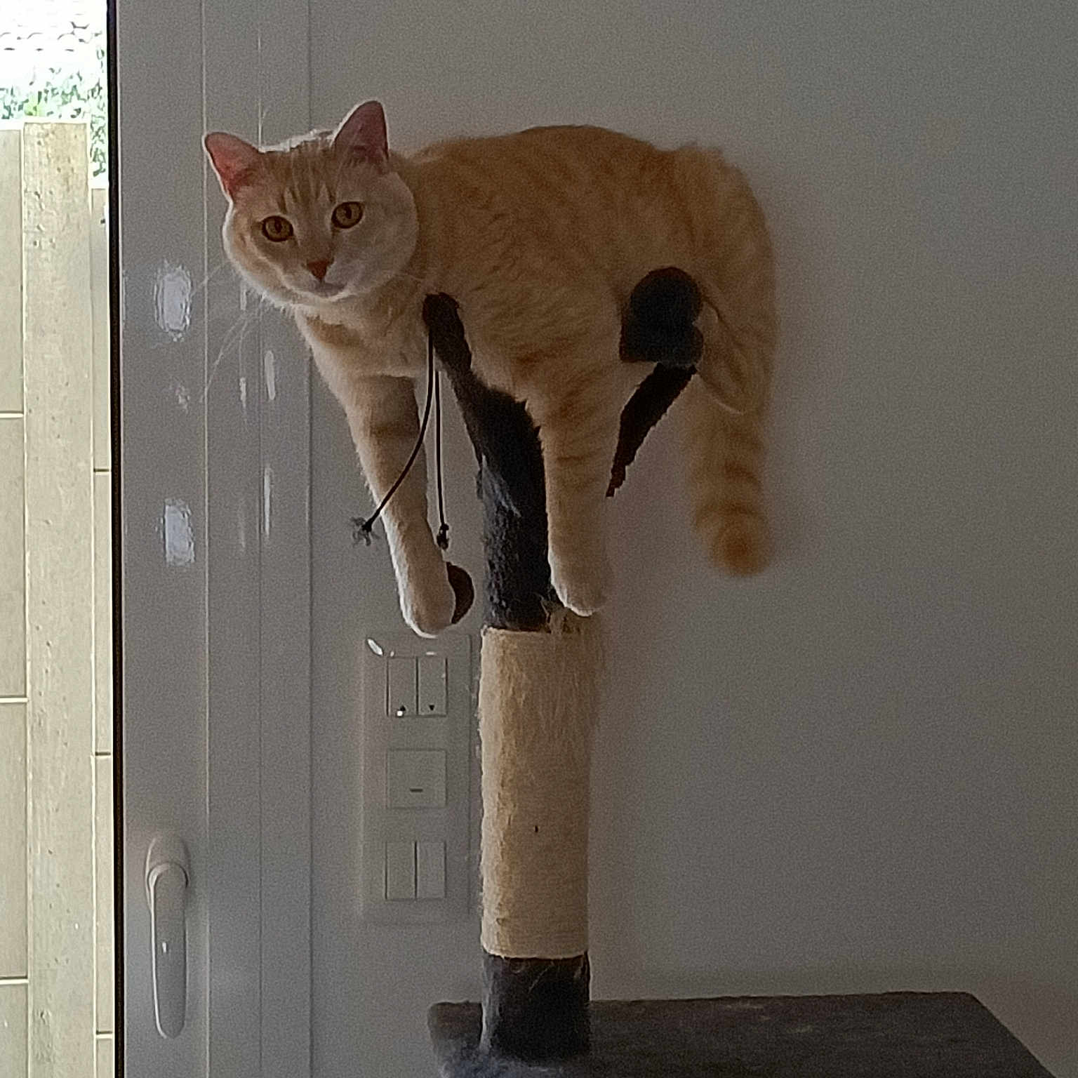Mogwaï