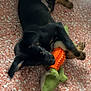 Vlouf a rejoint le concours — aidez-le/la à gagner de superbes lots ! animal, ball, bulldog, canine, carrot, cat, dog, food, hound, labradorretriever, person, pet, plant, produce, puppy, sleeping, sport, tennis, tennisball, vegetable