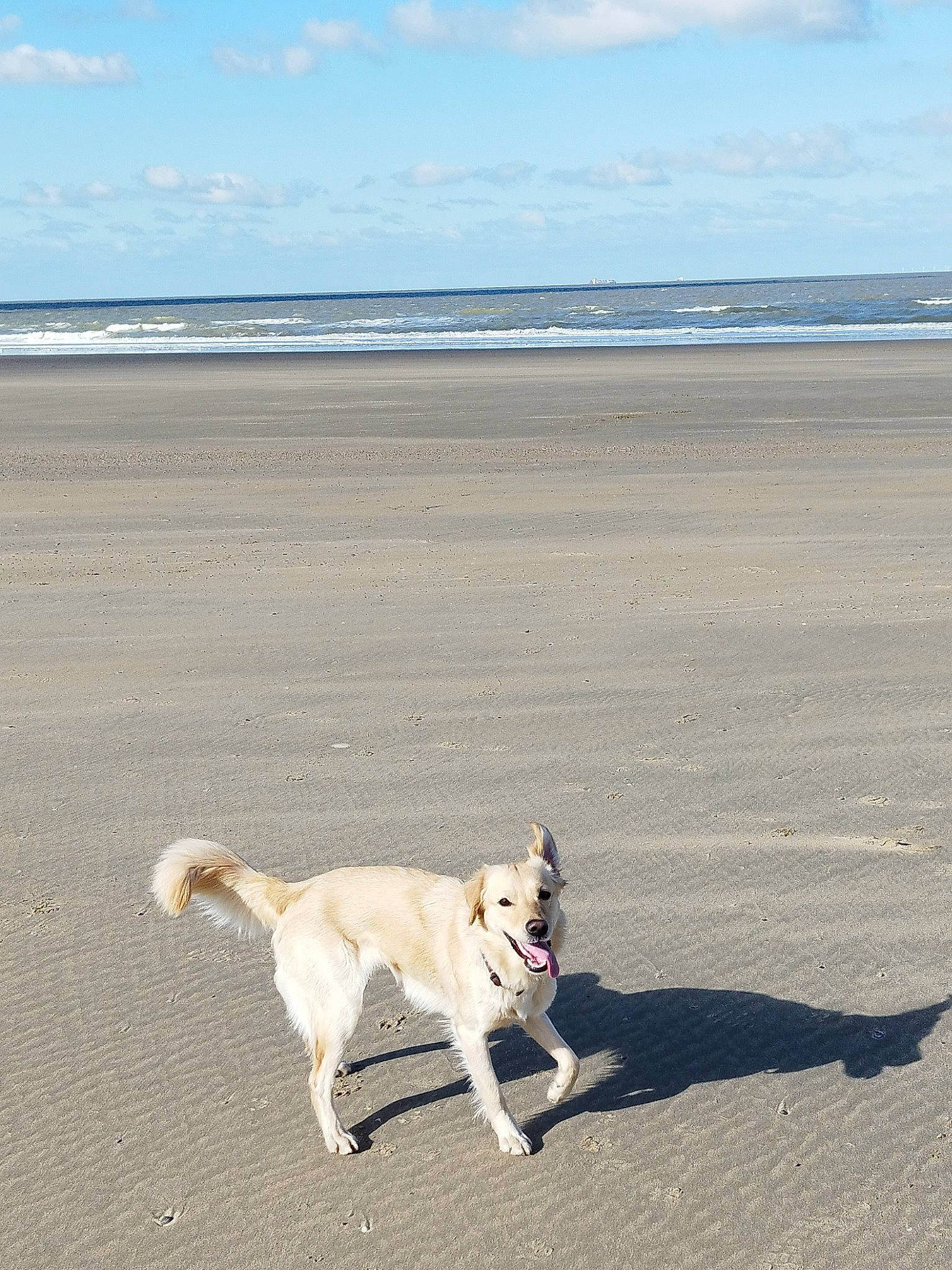 Dakota a rejoint le concours — aidez-le/la à gagner de superbes lots ! beach, body_of_water, canidae, carnivore, cloud, collar, companion_dog, dog, dog_breed, fawn, horizon, non_sporting_group, ocean, pet_supply, sand, sky, sporting_group, tail, water, working_animal