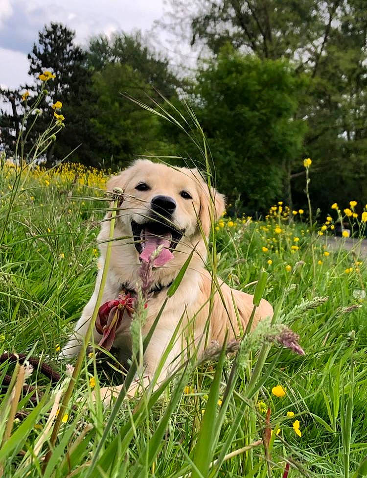Dakota participe au concours pour gagner de l'argent avec cette photo : canidae, carnivore, cloud, collar, companion_dog, dog, dog_breed, fawn, flower, grass, grass_family, grassland, gun_dog, happy, leash, meadow, plant, sky, sporting_group, tree