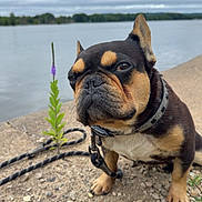 Juice is registered to the contest to win money with this photo: dog, french_bulldog, outdoor, lake, rocky_shore, flower, purple_flower, leash, collar, pet, animal, cloudy_sky, water, nature, close_up, sitting, brown, black, small_dog, portrait
