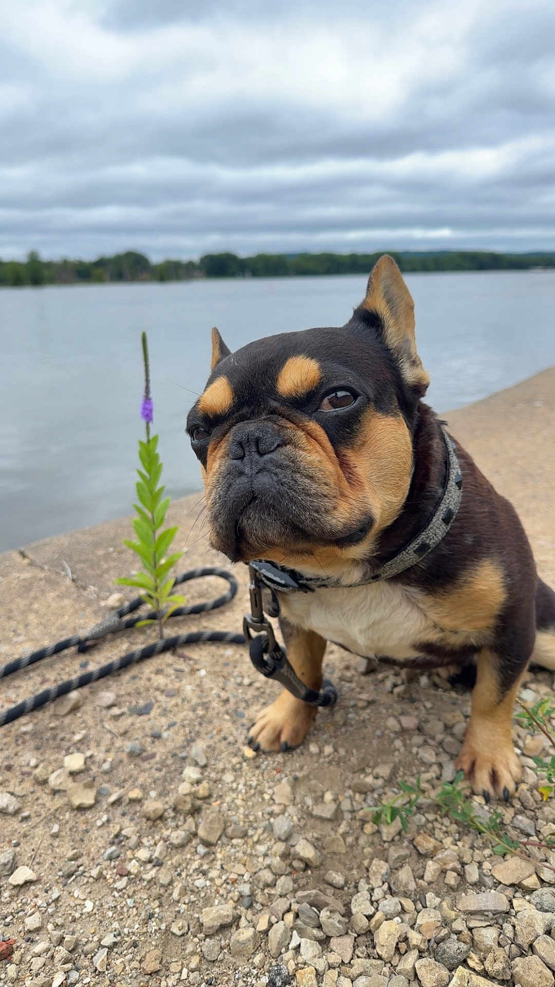 Juice is registered to the contest to win money with this photo: dog, french_bulldog, outdoor, lake, rocky_shore, flower, purple_flower, leash, collar, pet, animal, cloudy_sky, water, nature, close_up, sitting, brown, black, small_dog, portrait