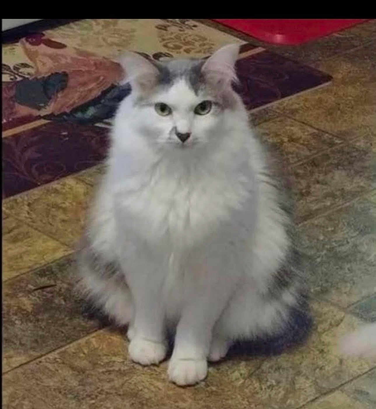 Blue is registered to the contest to win money with this photo: cat, fluffy, white, gray, animal, pet, indoor, floor, tile, carpet, sitting, fur, cute, feline, portrait, domestic, calm, looking_at_camera, whiskers, ears
