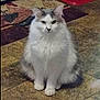 Blue is registered to the contest to win money with this photo: cat, fluffy, white, gray, sitting, floor, tile_floor, rug, indoor, pet, animal, looking, curious, calm, fur, whiskers, ears, paws, home, cozy