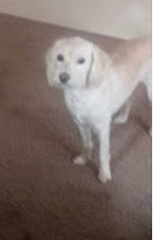 Leela is registered to the contest to win money with this photo: akbash_dog, beagador, canidae, carnivore, companion_dog, dog, dog_breed, fawn, golden_retriever, great_pyrenees, labrador_retriever, livestock_guardian_dog, mammal, puppy, retriever, snout, sporting_group, vertebrate