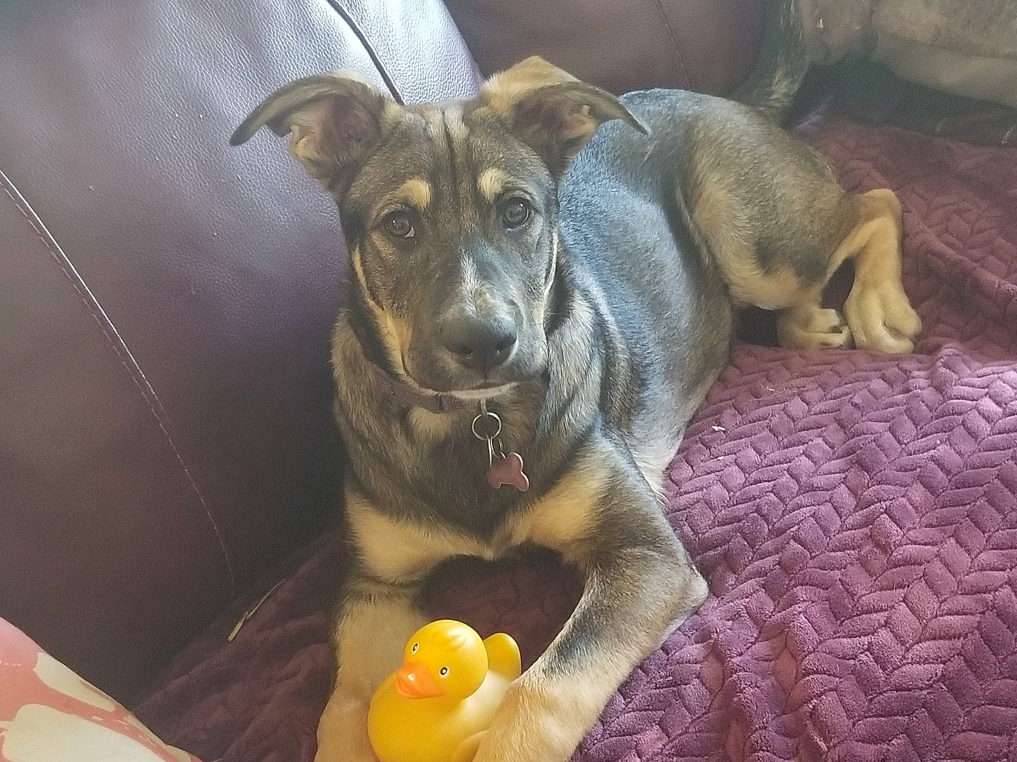 Minnie is registered to the contest to win money with this photo: canidae, carnivore, dog, dog_breed, fawn, mountain_cur, potcake_dog, puppy, snout, sporting_group, street_dog