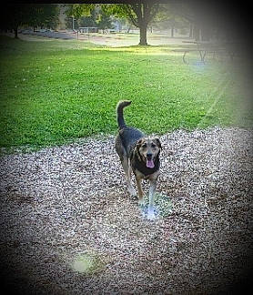 Minnie is registered to the contest to win money with this photo: canidae, carnivore, dog, dog_breed, fawn, grass, labrador_retriever, sporting_group, tail