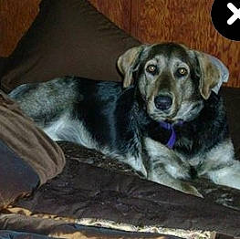 Minnie is registered to the contest to win money with this photo: beagador, canidae, carnivore, companion_dog, dog, dog_breed, labrador_husky, labrador_retriever, mammal, mountain_cur, puppy, sporting_group, vertebrate