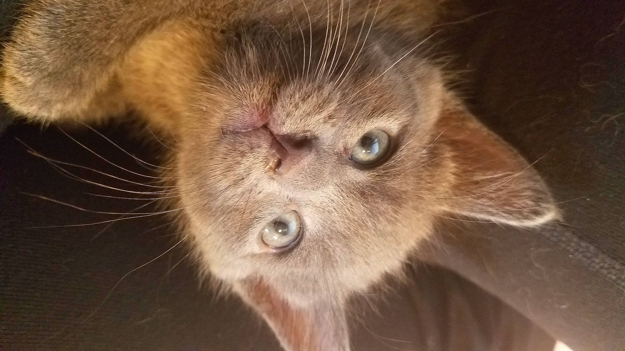 Scatterjunior is registered to the contest to win money with this photo: abyssinian, carnivore, cat, close_up, domestic_short_haired_cat, ear, european_shorthair, eye, felidae, fur, iris, kitten, mammal, nose, ojos_azules, oriental_longhair, small_to_medium_sized_cats, snout, somali, whiskers