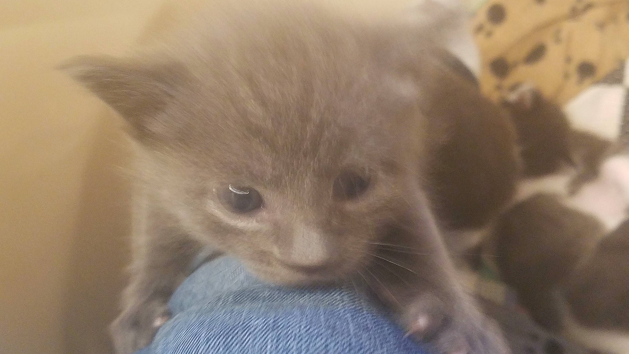 Scatterjunior joined the competition — help win amazing prizes! british_shorthair, burmese, carnivore, cat, chartreux, domestic_short_haired_cat, eye, fawn, felidae, fur, kitten, korat, mammal, nebelung, polydactyl_cat, russian_blue, small_to_medium_sized_cats, snout, vertebrate, whiskers