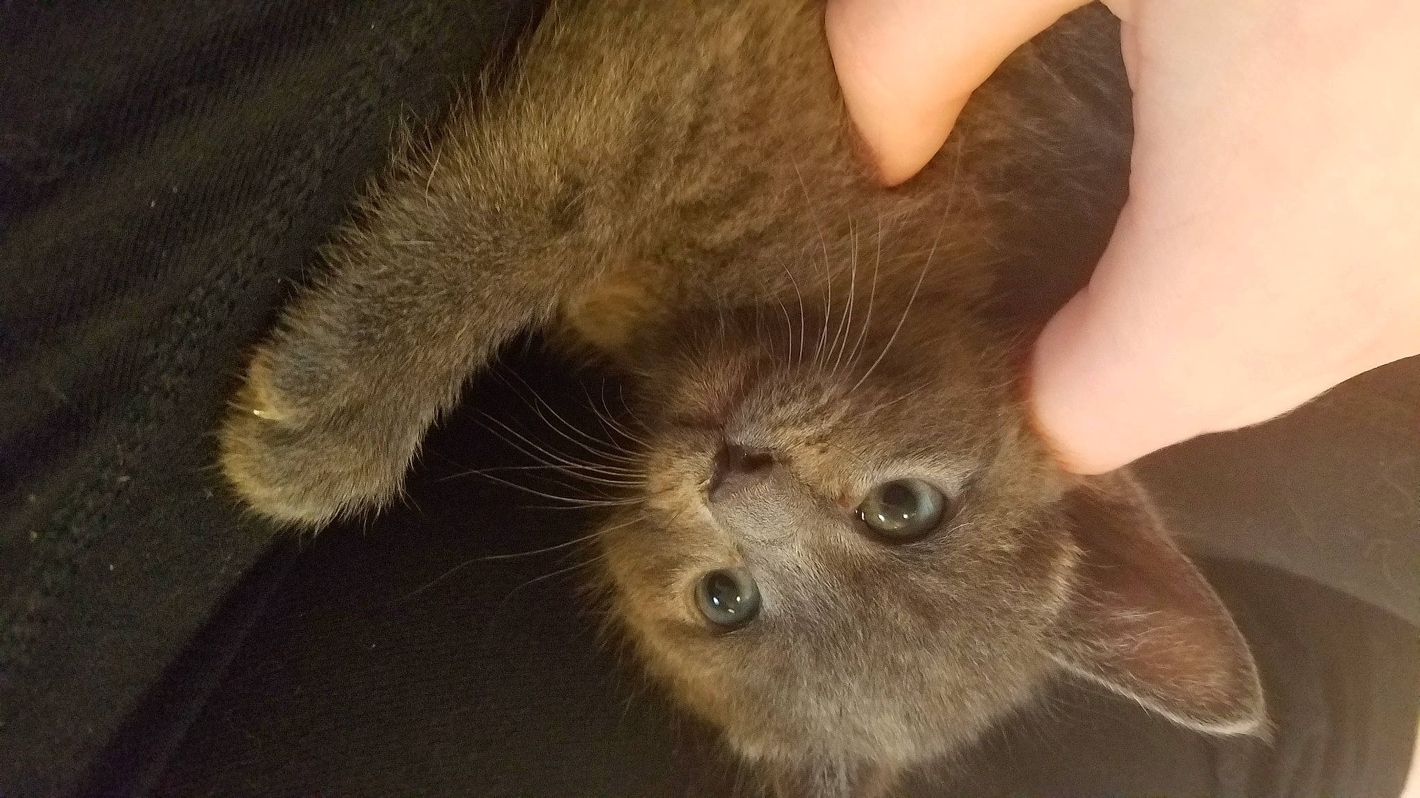 Scatterjunior joined the competition — help win amazing prizes! carnivore, cat, claw, domestic_short_haired_cat, ear, felidae, fur, korat, mammal, small_to_medium_sized_cats, snout, whiskers