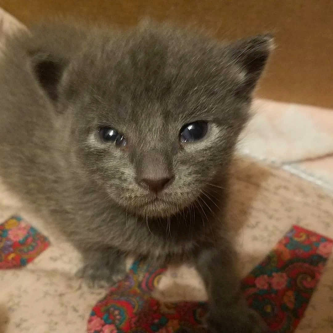 Scatterjunior is registered to the contest to win money with this photo: asian, british_shorthair, burmese, carnivore, cat, chartreux, domestic_short_haired_cat, fawn, felidae, kitten, korat, mammal, nebelung, russian_blue, scottish_fold, small_to_medium_sized_cats, snout, vertebrate, whiskers