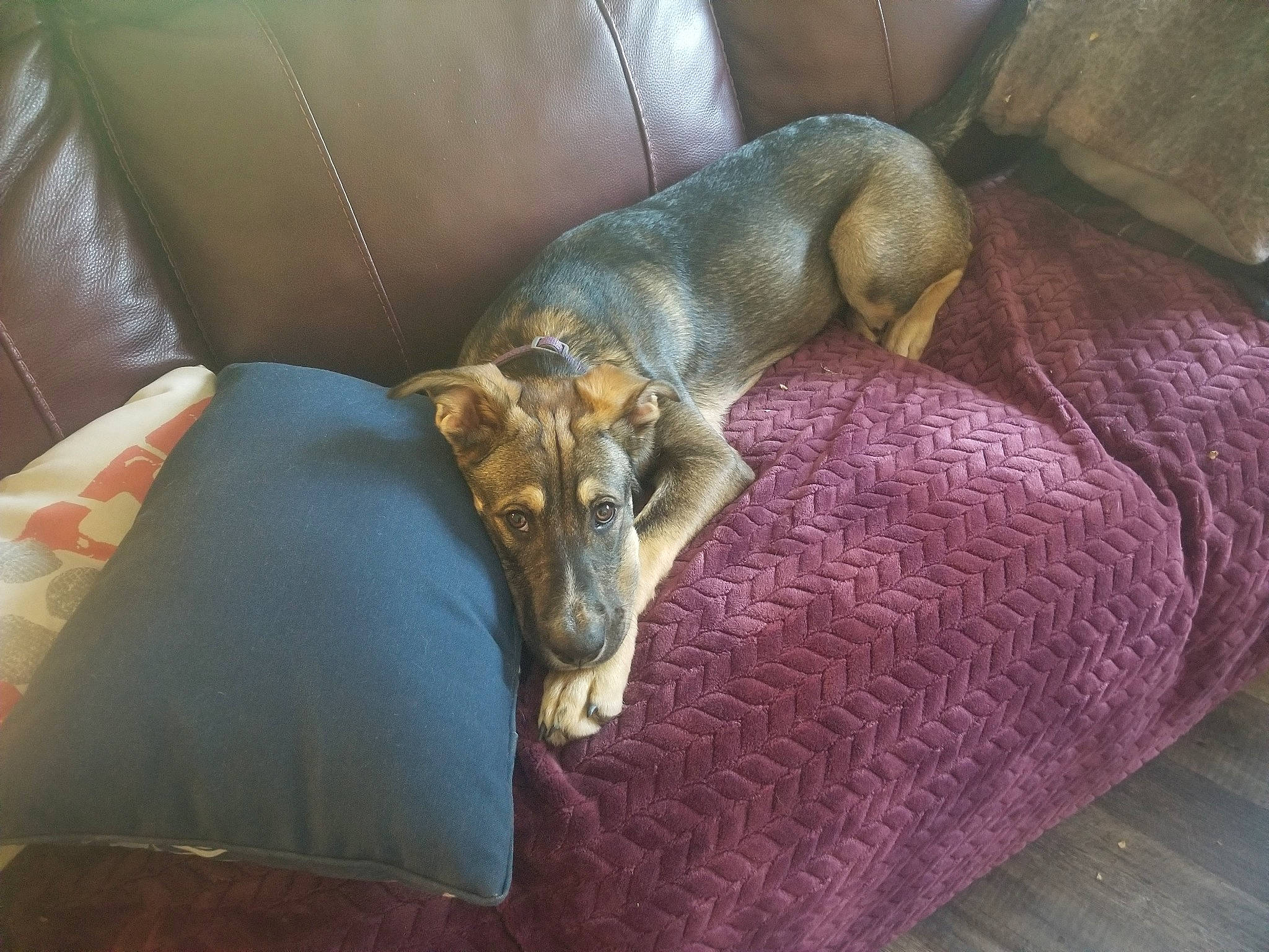 Yen is registered to the contest to win money with this photo: canidae, carnivore, comfort, companion_dog, dog, dog_breed, furniture, greyhound, hortaya_borzaya, italian_greyhound, lurcher, nap, sleep, snout, whippet