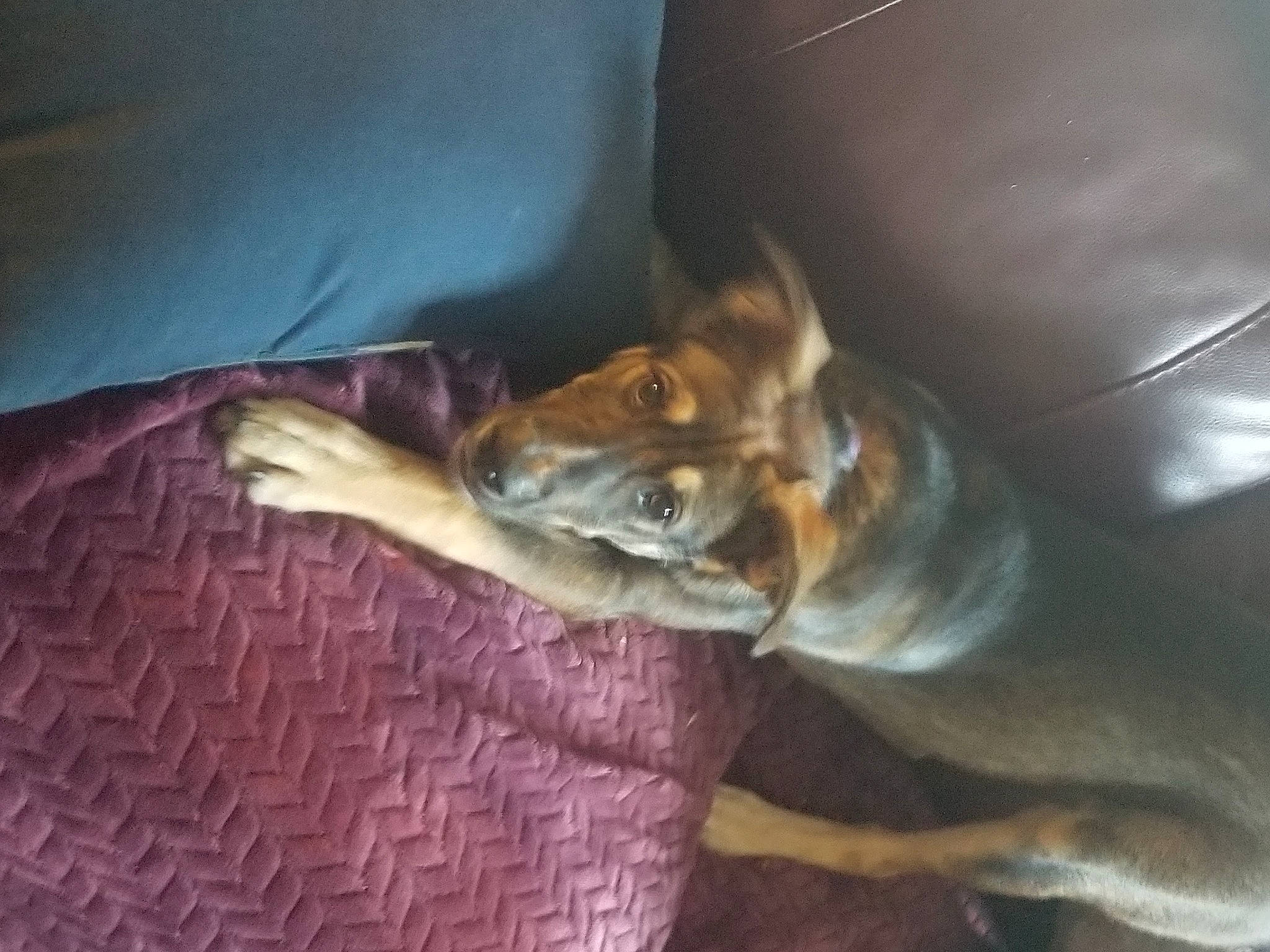 Yen is registered to the contest to win money with this photo: canidae, carnivore, dog, dog_breed, fawn