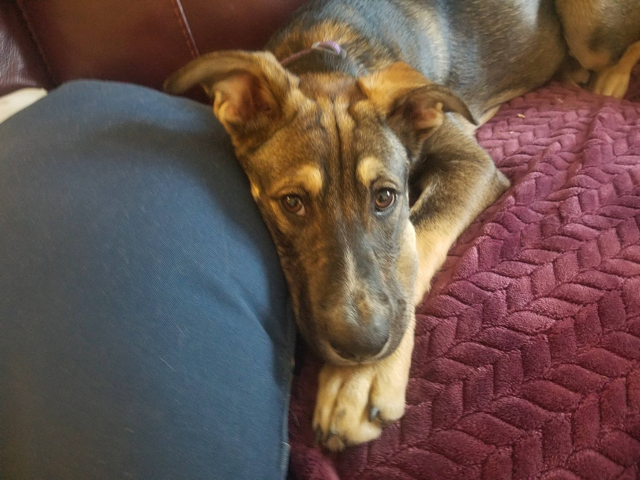 Yen joined the competition — help win amazing prizes! canidae, carnivore, dog, dog_breed, ear, eye, fur, german_shepherd_dog, jaw, nose, potcake_dog, snout, street_dog, whiskers