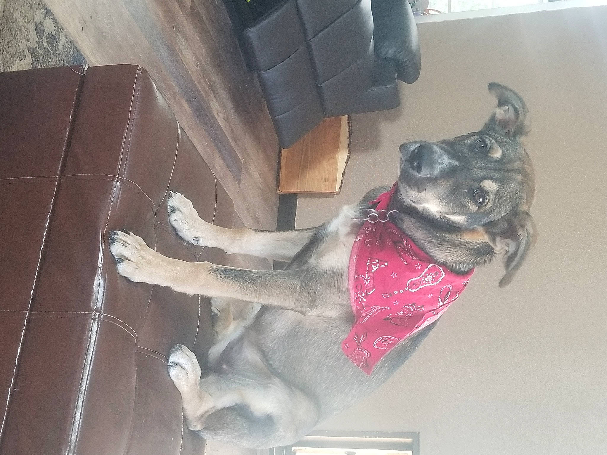 Giatta is registered to the contest to win money with this photo: carnivore, cat, felidae, fur, kitten, pink, small_to_medium_sized_cats, square, tail, whiskers