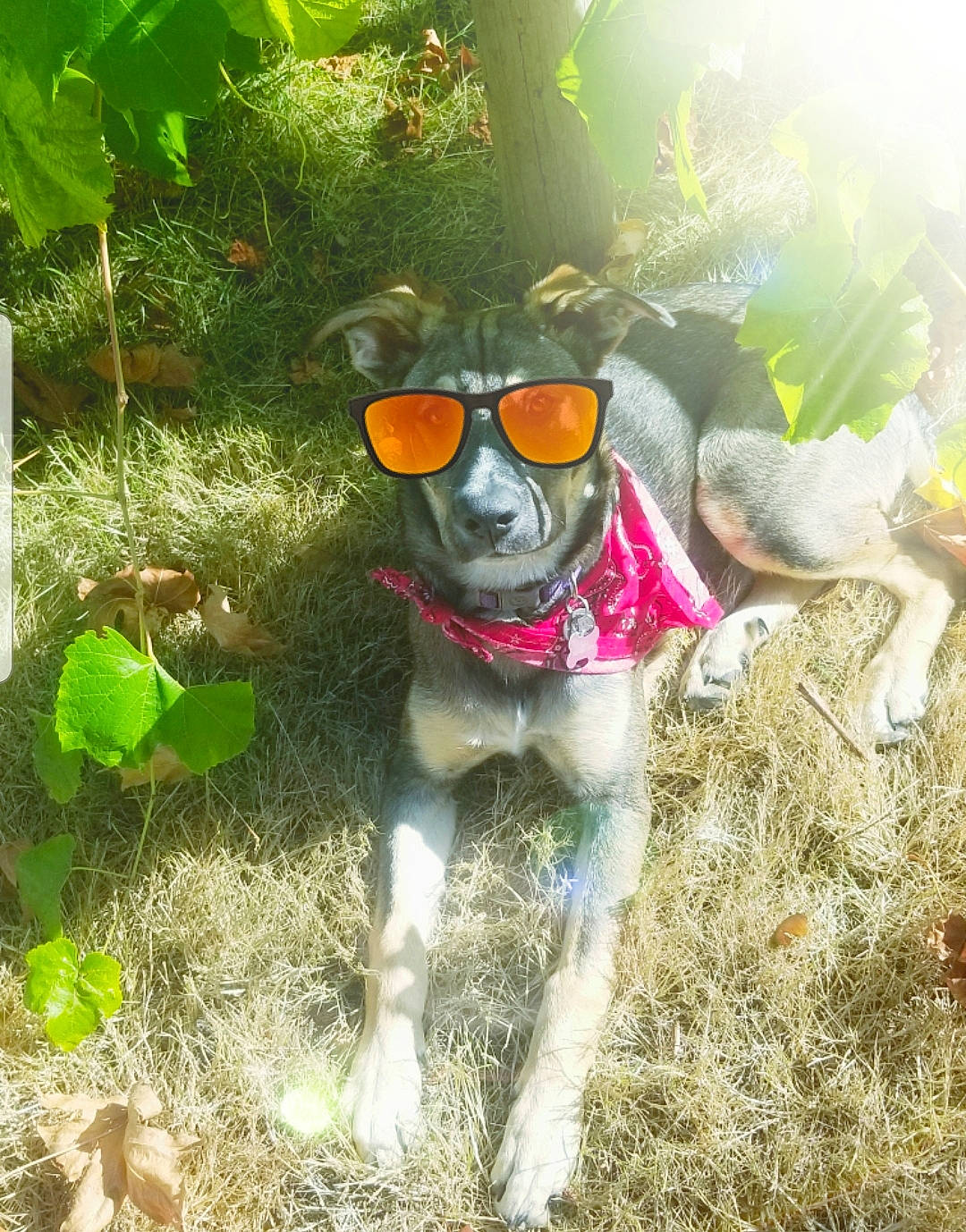 Giatta joined the competition — help win amazing prizes! canidae, fun, grass, organism, personal_protective_equipment, plant, soil, sunlight, tree