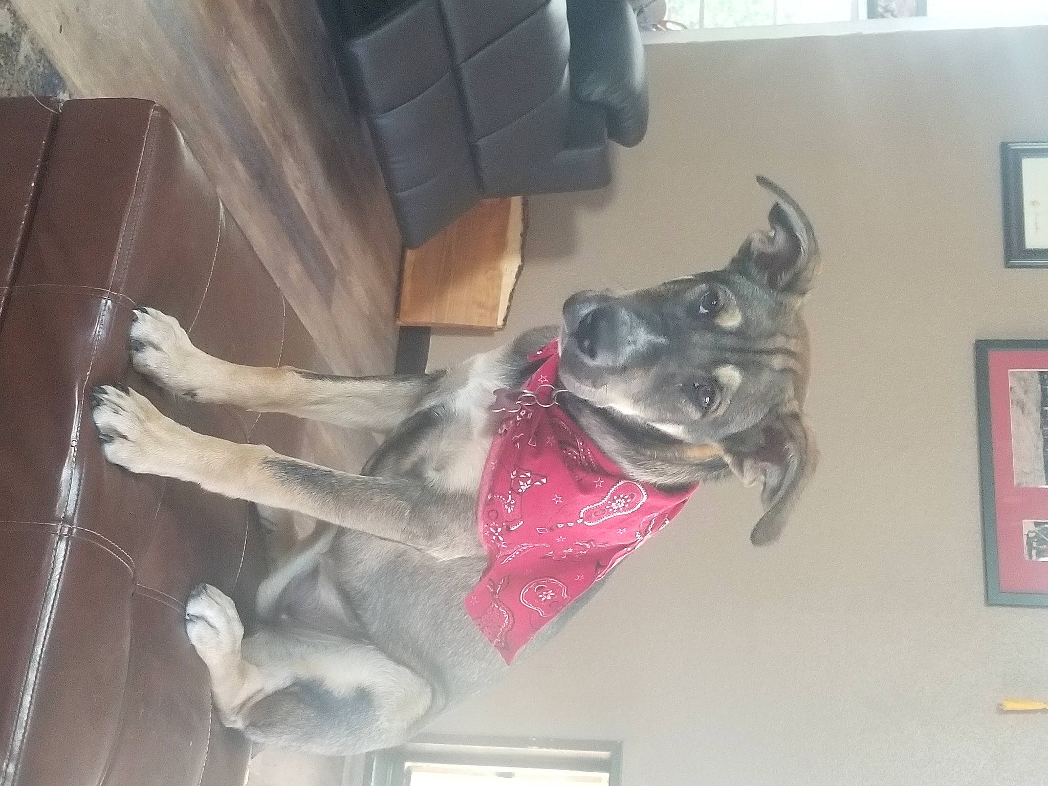 Giatta is registered to the contest to win money with this photo: american_pit_bull_terrier, canidae, carnivore, dog, dog_breed, formosan_mountain_dog, guard_dog, non_sporting_group, snout