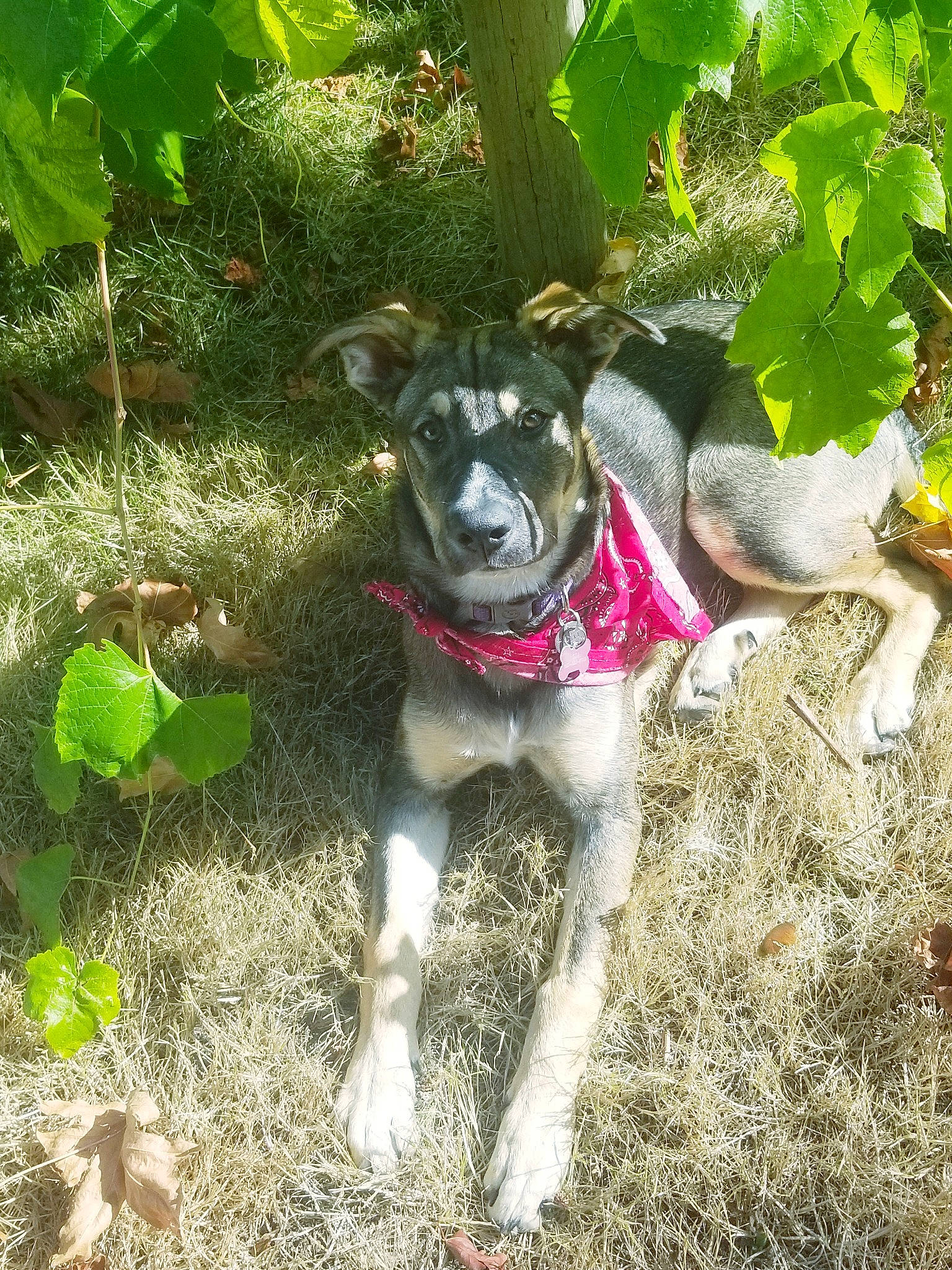 Giatta is registered to the contest to win money with this photo: canidae, carnivore, dog, dog_breed, fawn, feist, flower, mountain_cur, plant