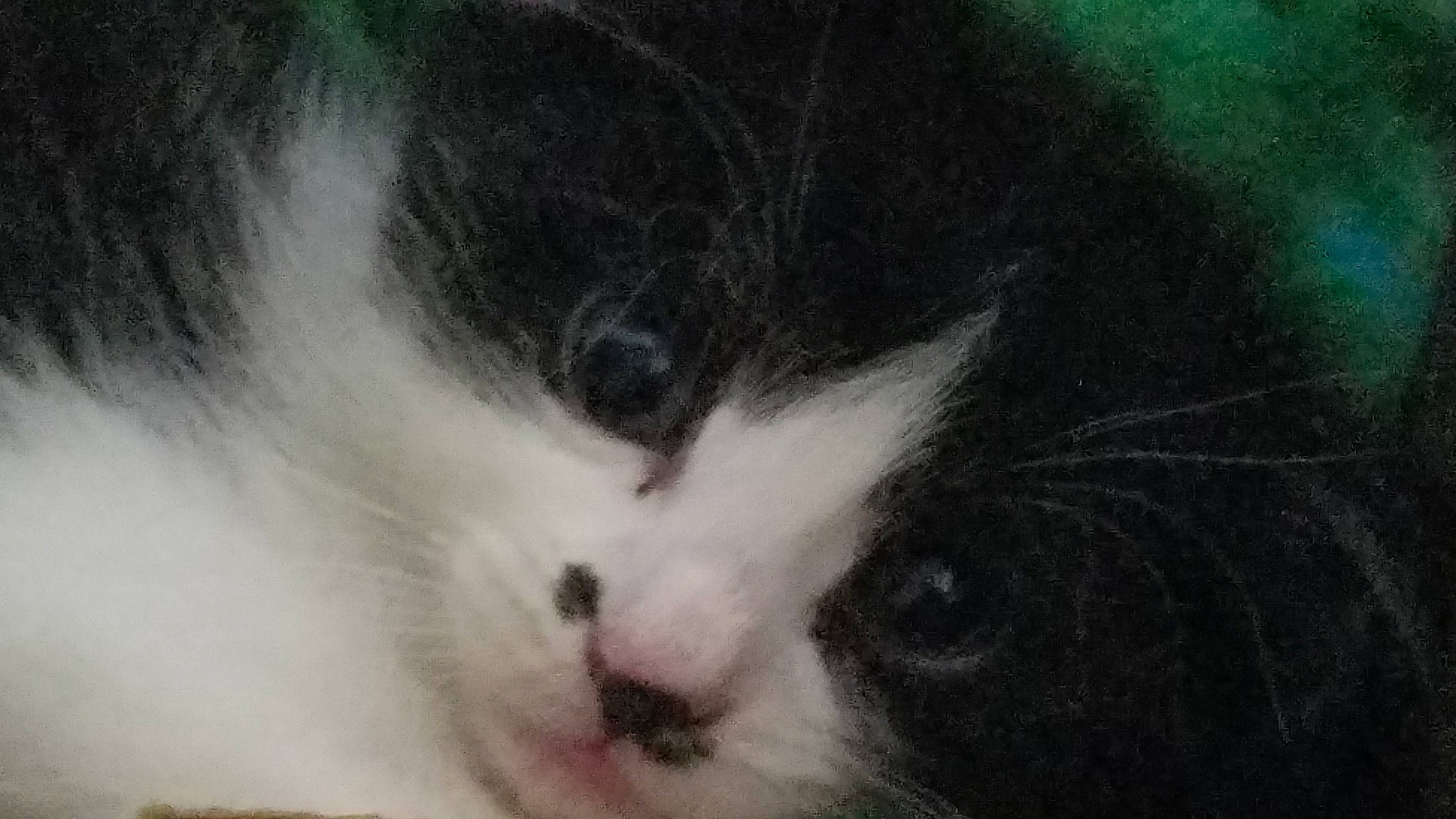 Squeaky is registered to the contest to win money with this photo: aegean_cat, carnivore, cat, domestic_long_haired_cat, domestic_short_haired_cat, eye, felidae, fur, iris, kitten, mammal, norwegian_forest_cat, nose, small_to_medium_sized_cats, snout, whiskers