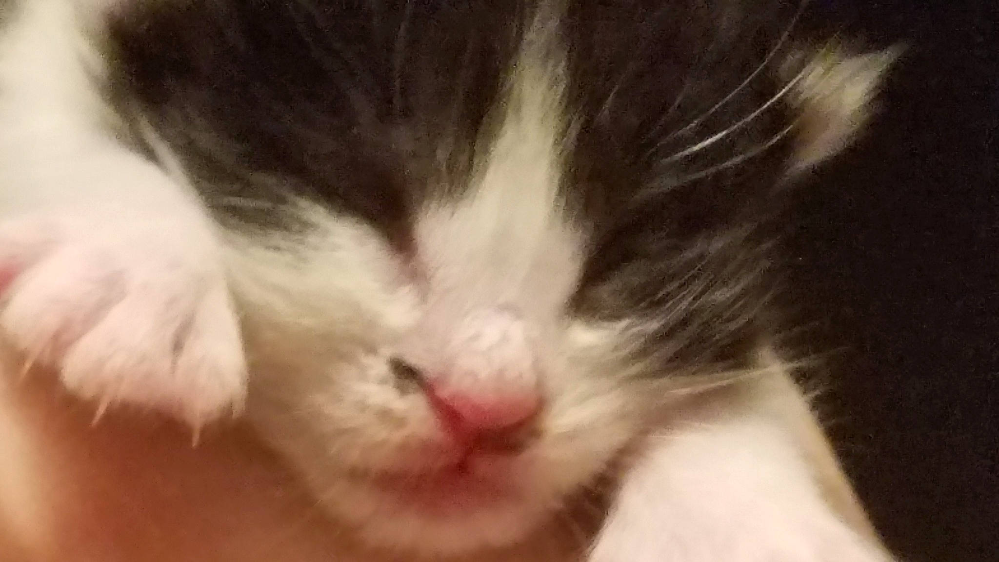 Squeaky joined the competition — help win amazing prizes! aegean_cat, american_curl, carnivore, cat, close_up, domestic_long_haired_cat, ear, eye, felidae, fur, kitten, mammal, nap, norwegian_forest_cat, nose, small_to_medium_sized_cats, snout, turkish_van, whiskers