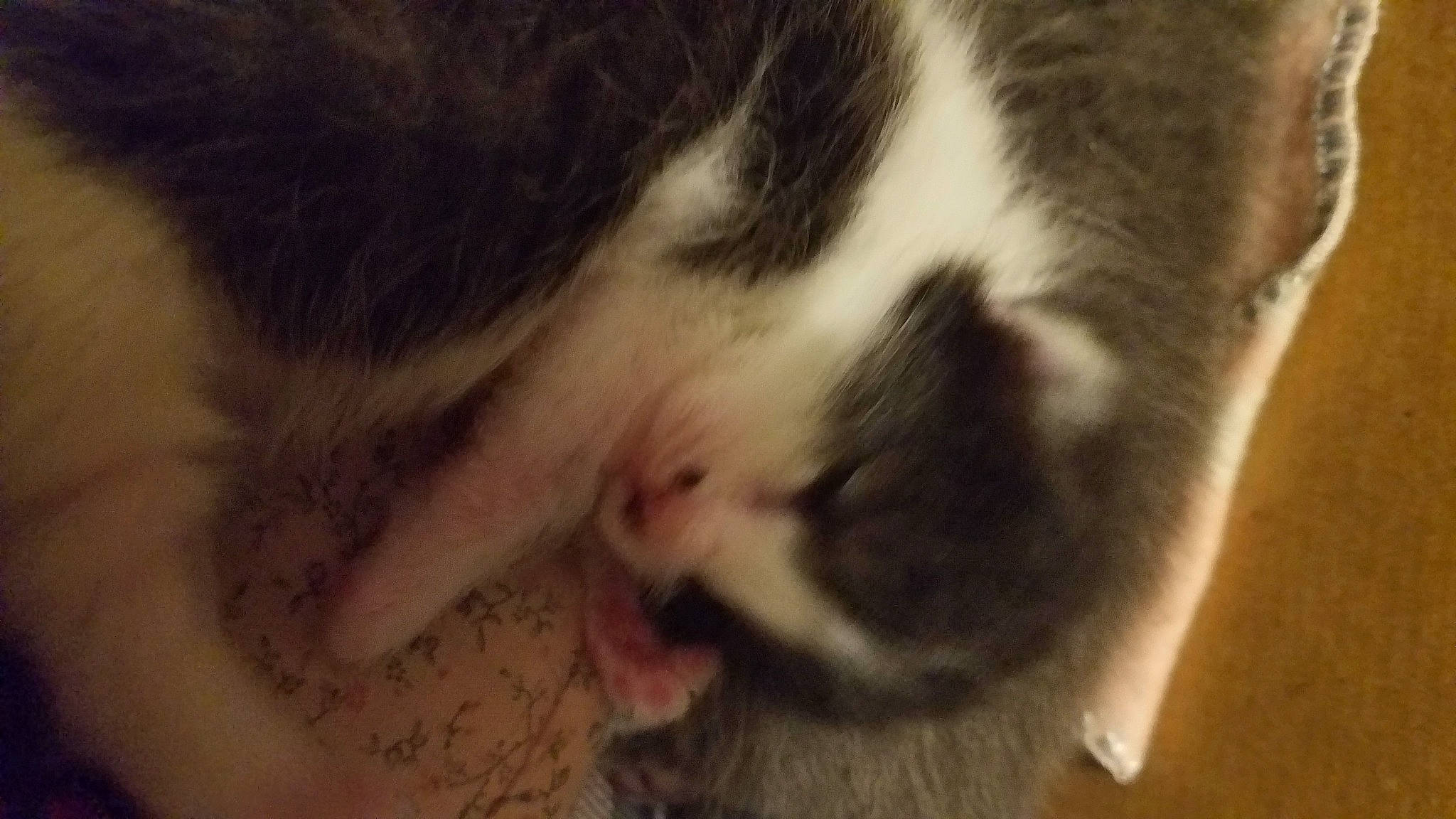 Squeaky joined the competition — help win amazing prizes! carnivore, cat, domestic_short_haired_cat, ear, european_shorthair, eye, felidae, fur, kitten, mammal, norwegian_forest_cat, nose, paw, polydactyl_cat, small_to_medium_sized_cats, snout, whiskers