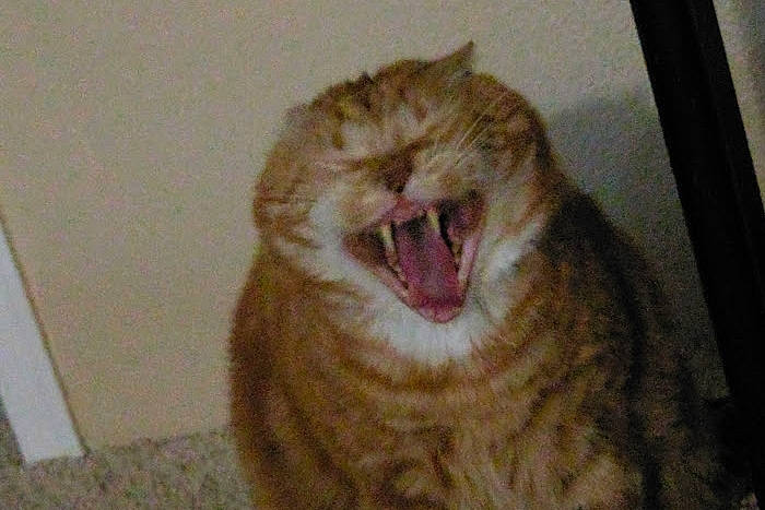 Milo is registered to the contest to win money with this photo: carnivore, cat, european_shorthair, eye, facial_expression, fang, felidae, fur, jaw, mouth, nose, organ, roar, small_to_medium_sized_cats, smile, snout, tabby_cat, tooth, whiskers, yawn