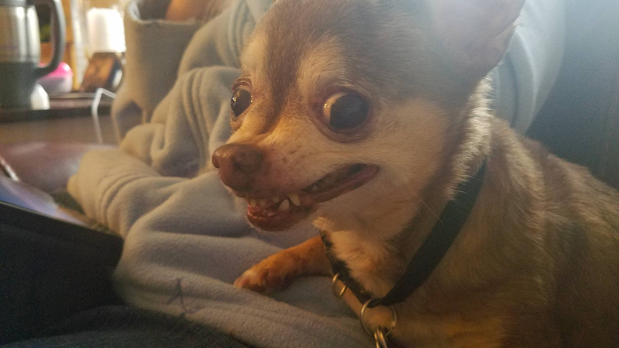 Pepe joined the competition — help win amazing prizes! canidae, carnivore, chihuahua, companion_dog, dog, dog_breed, ear, fawn, puppy, russkiy_toy, snout, toy_dog, whiskers