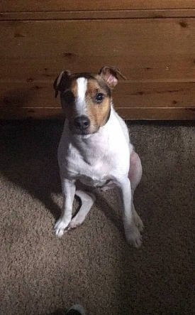 Taco joined the competition — help win amazing prizes! brazilian_terrier, canidae, carnivore, chilean_fox_terrier, companion_dog, dog, dog_breed, fawn, feist, fox_terrier, irishjacks, jack_russell_terrier, mammal, miniature_fox_terrier, puppy, rare_breed_dog, smooth_fox_terrier, snout, vertebrate