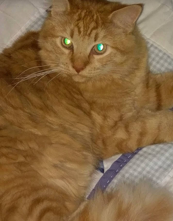 Kepler joined the competition — help win amazing prizes! asian_semi_longhair, british_semi_longhair, carnivore, cat, close_up, cymric, domestic_long_haired_cat, domestic_short_haired_cat, eye, fawn, felidae, fur, mammal, nose, ragamuffin, siberian, small_to_medium_sized_cats, snout, somali, whiskers