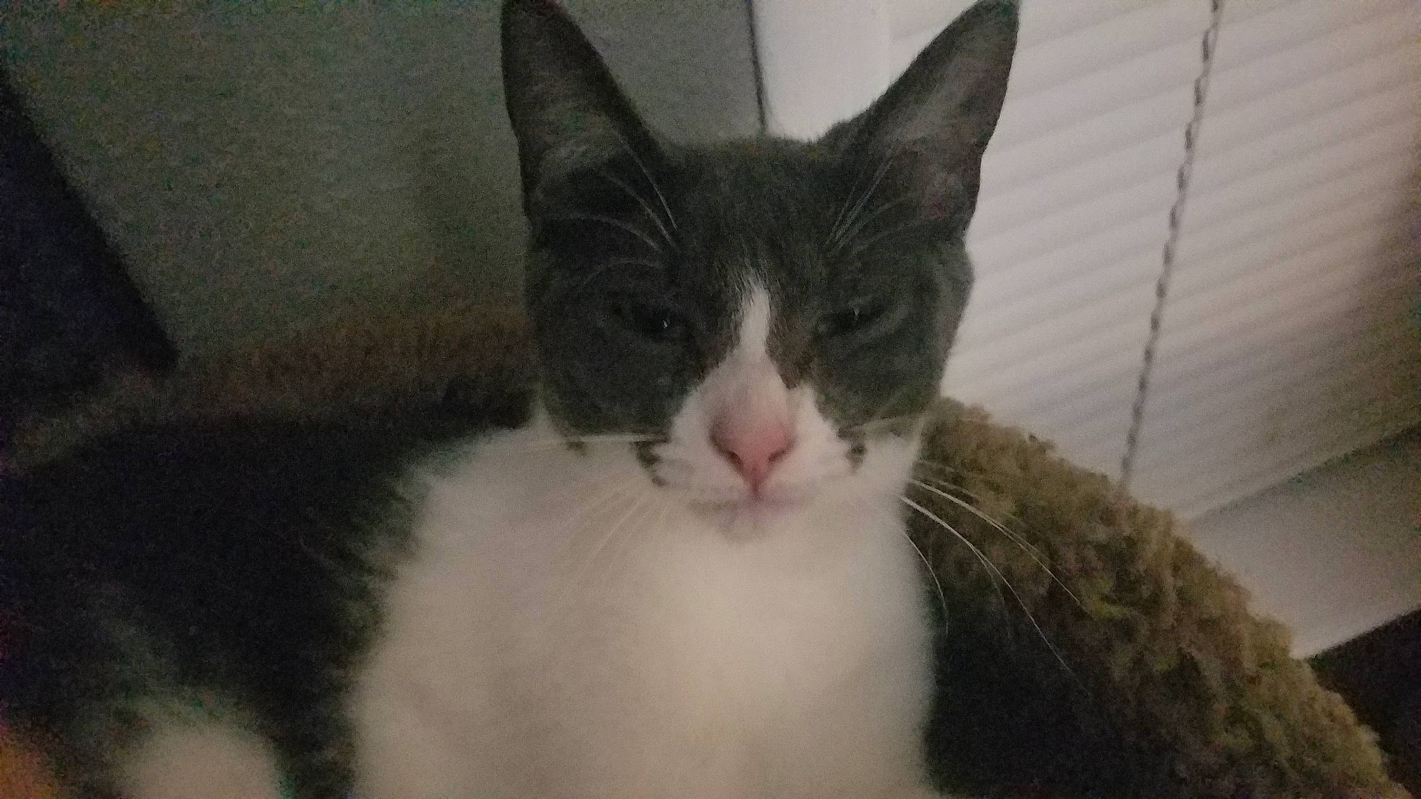 Lbk joined the competition — help win amazing prizes! aegean_cat, american_wirehair, carnivore, cat, domestic_long_haired_cat, domestic_short_haired_cat, european_shorthair, felidae, fur, kitten, mammal, polydactyl_cat, small_to_medium_sized_cats, snout, vertebrate, whiskers