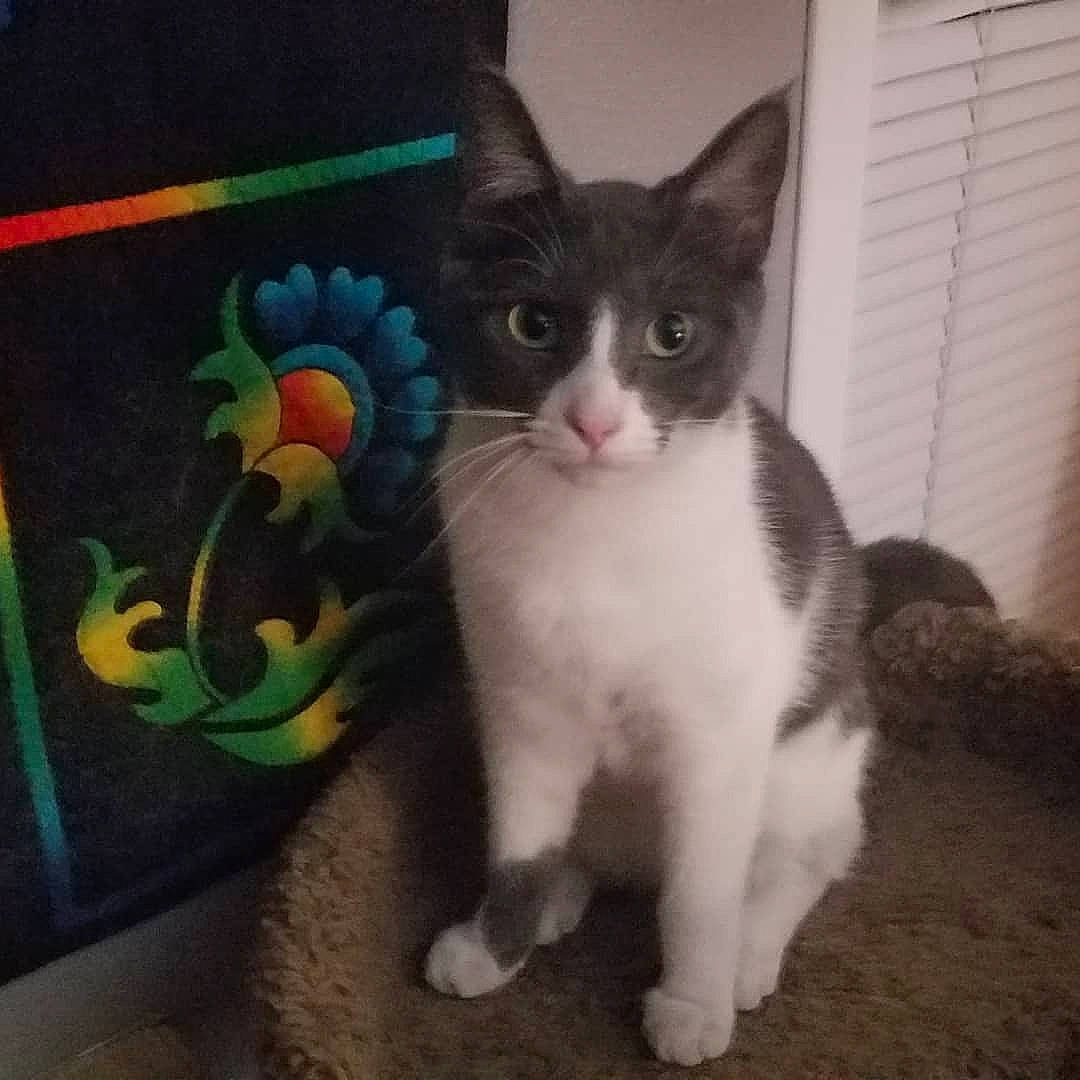 Lbk is registered to the contest to win money with this photo: aegean_cat, american_wirehair, carnivore, cat, domestic_short_haired_cat, european_shorthair, eye, felidae, german_rex, kitten, mammal, ojos_azules, polydactyl_cat, small_to_medium_sized_cats, tail, vertebrate, whiskers