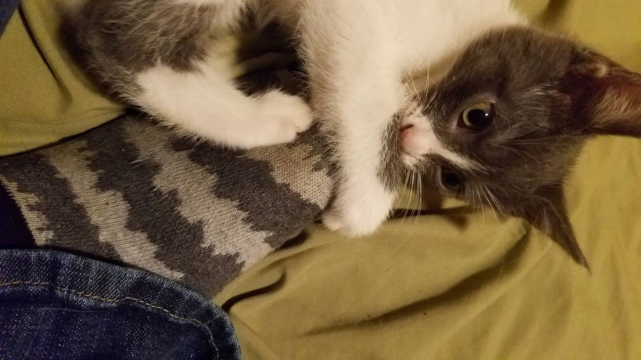 Lbk is registered to the contest to win money with this photo: carnivore, cat, claw, ear, eye, fawn, felidae, fur, kitten, norwegian_forest_cat, paw, polydactyl_cat, scottish_fold, small_to_medium_sized_cats, snout, whiskers