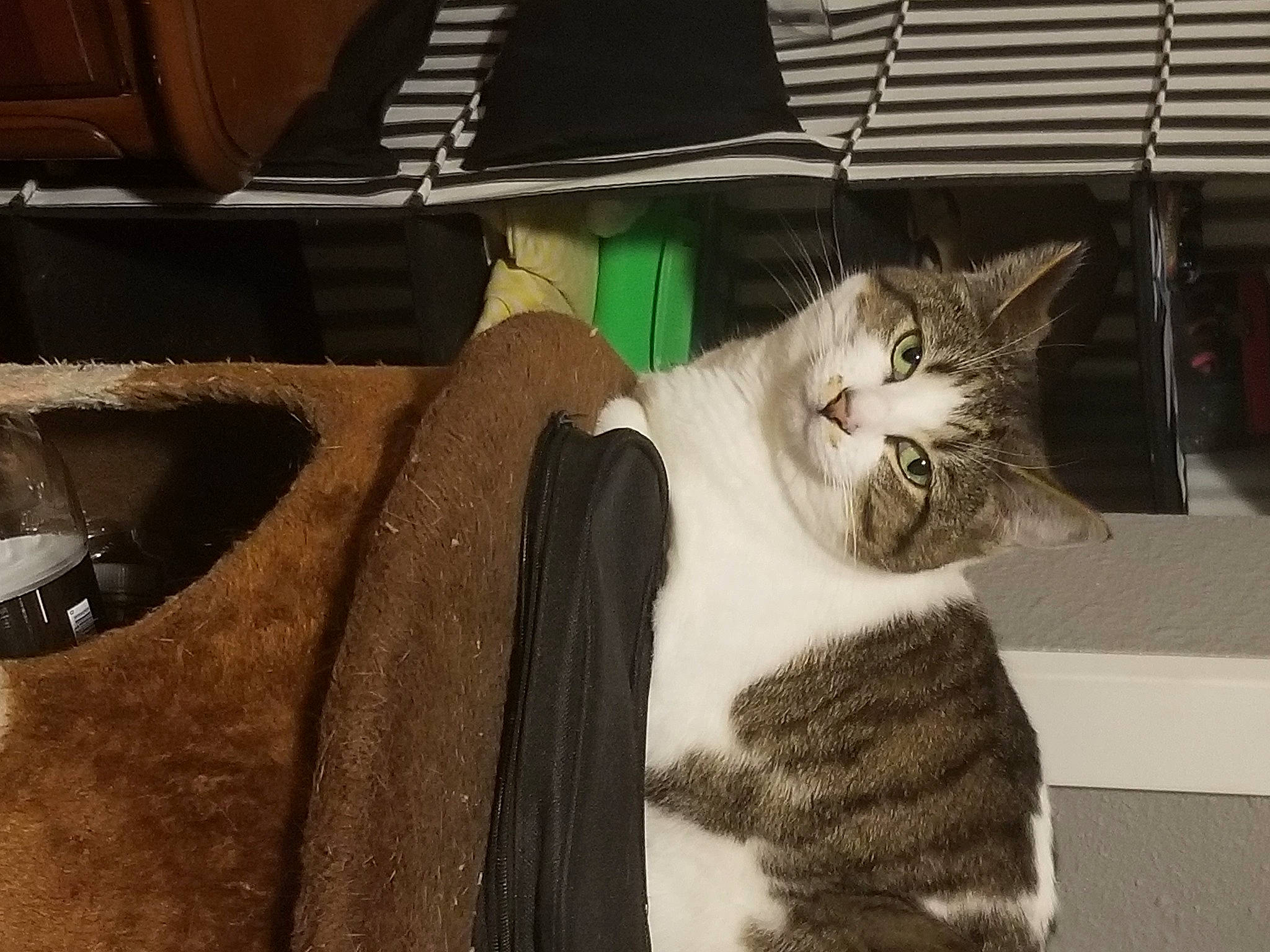 Darbee is registered to the contest to win money with this photo: aegean_cat, asian, carnivore, cat, domestic_short_haired_cat, european_shorthair, fawn, felidae, fur, kitten, norwegian_forest_cat, small_to_medium_sized_cats, snapshot, snout, tabby_cat, whiskers