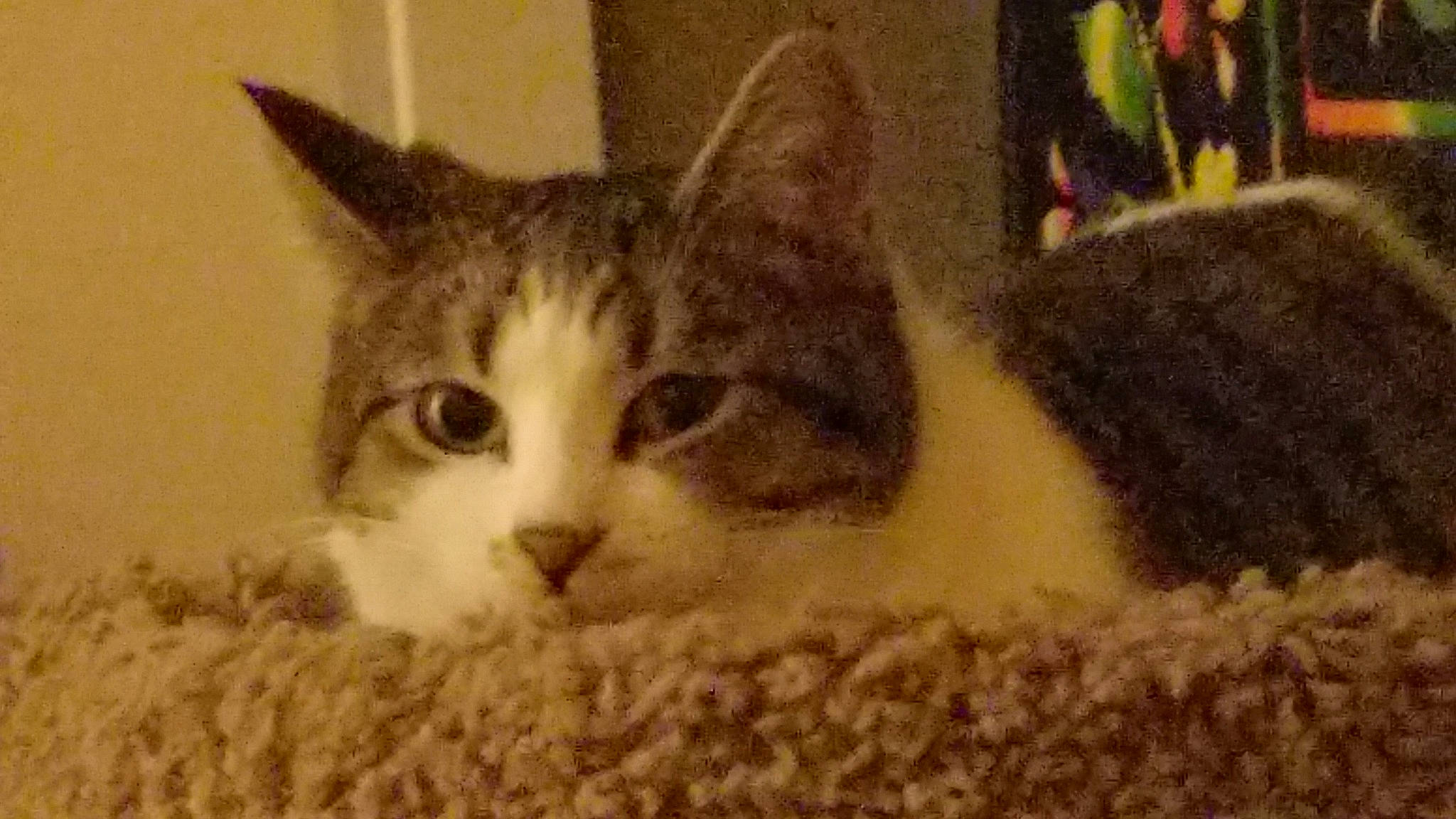 Darbee is registered to the contest to win money with this photo: aegean_cat, american_wirehair, asian, california_spangled, carnivore, cat, close_up, domestic_short_haired_cat, dragon_li, european_shorthair, eye, felidae, kitten, mammal, polydactyl_cat, small_to_medium_sized_cats, snout, tabby_cat, vertebrate, whiskers