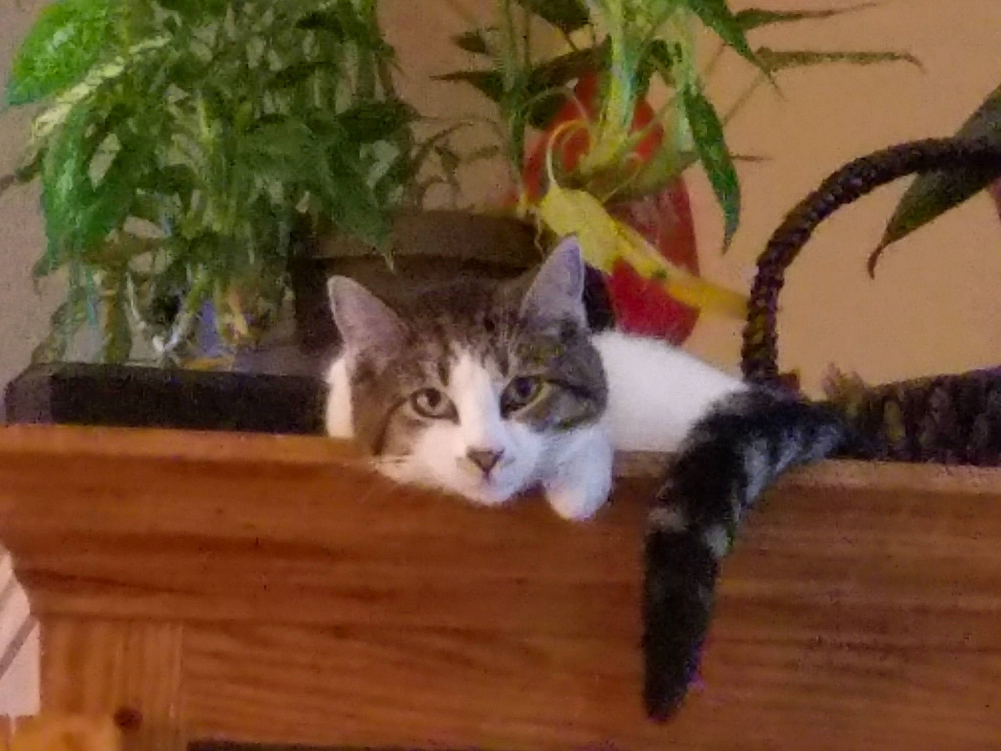 Darbee is registered to the contest to win money with this photo: aegean_cat, american_curl, american_wirehair, carnivore, cat, domestic_long_haired_cat, domestic_short_haired_cat, european_shorthair, felidae, kitten, maine_coon, mammal, norwegian_forest_cat, plant, polydactyl_cat, small_to_medium_sized_cats, tabby_cat, tail, vertebrate, whiskers