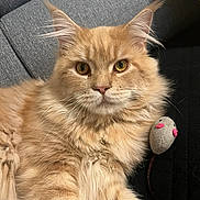 Arès a rejoint le concours — aidez-le/la à gagner de superbes lots ! cat, ginger_cat, fluffy, longhair, maine_coon, pet, animal, feline, green_eyes, whiskers, ears, fur, sitting, portrait, closeup, couch, gray_couch, toy_mouse, indoors, cute