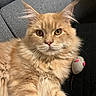 cat, ginger_cat, fluffy, longhair, maine_coon, pet, animal, feline, green_eyes, whiskers, ears, fur, sitting, portrait, closeup, couch, gray_couch, toy_mouse, indoors, cute