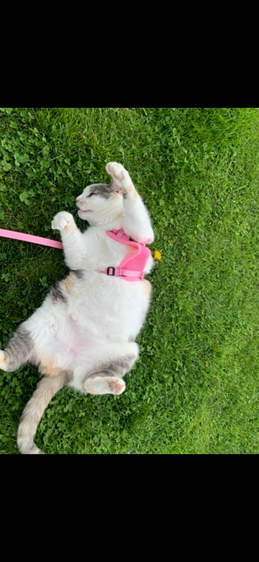 animal, cat, cute, domestic, feline, fun, fur, grass, green, happy, harness, leisure, mammal, nature, outdoor, pet, pink, playful, relaxing, summer