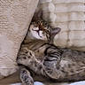 cat, tabby, sleeping, cozy, blanket, soft, fur, relaxed, paw, cute, pet, indoor, resting, comfort, animal, whiskers, striped, nap, feline, cute_pet