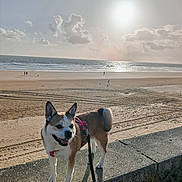 Ozalee participe au concours pour gagner de l'argent avec cette photo : dog, beach, ocean, sun, sand, harness, leash, concrete, outdoor, daylight, sky, clouds, animal, pet, walking, shore, nature, summer, happy, canine