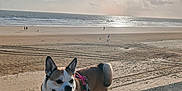 Ozalee participe au concours pour gagner de l'argent avec cette photo : animal, beach, canine, clouds, concrete, daylight, dog, happy, harness, leash, nature, ocean, outdoor, pet, sand, shore, sky, summer, sun, walking