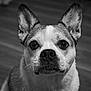 dog, pet, animal, portrait, close_up, indoor, ears, eyes, canine, fur, black_and_white, looking, floor, cute, muzzle, whiskers, expression, domestic, companion, head