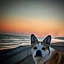 dog, sunset, beach, ocean, waves, sky, outdoor, animal, pet, canine, nature, scenic, evening, sun, water, coast, fur, collar, portrait, calm