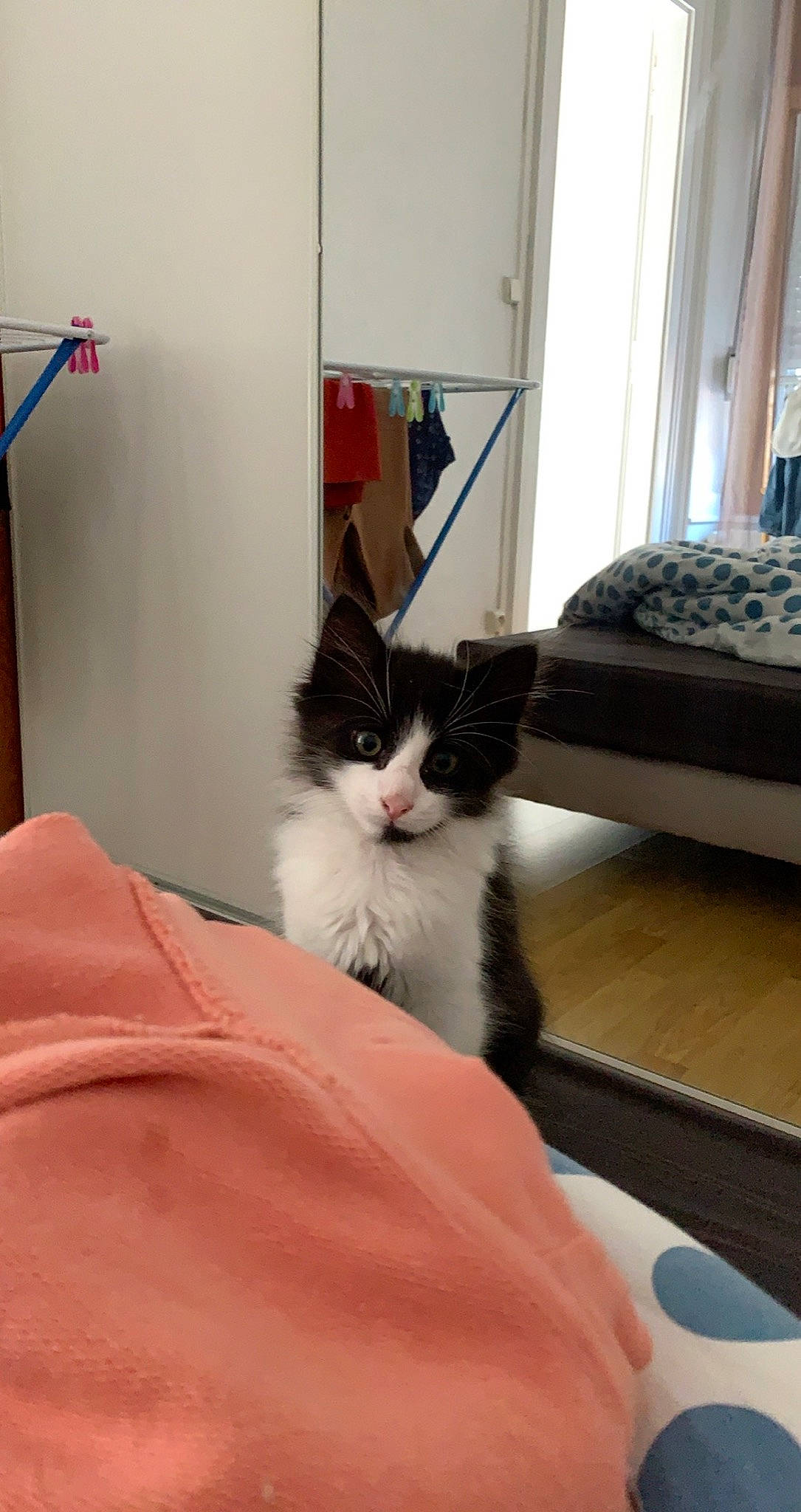 Ruby participe au concours pour gagner de l'argent avec cette photo : carnivore, cat, domestic_long_haired_cat, domestic_short_haired_cat, felidae, fur, furniture, kitten, mammal, norwegian_forest_cat, polydactyl_cat, room, small_to_medium_sized_cats, whiskers