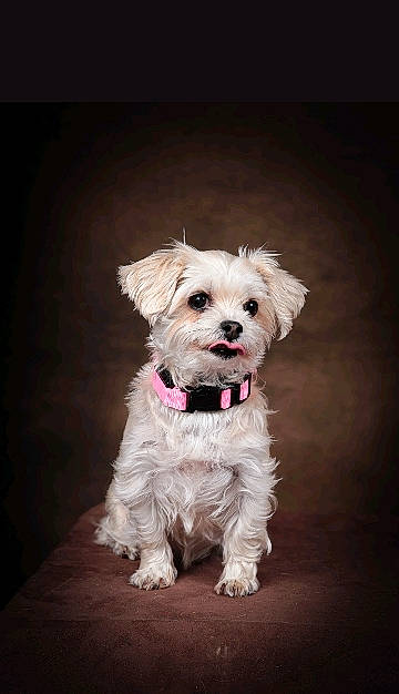 Lola a rejoint le concours — aidez-le/la à gagner de superbes lots ! canidae, carnivore, companion_dog, dog, dog_breed, dog_clothes, dog_collar, dog_supply, fur, maltepoo, non_sporting_group, puppy, small_terrier, snout, sporting_group, terrier, toy_dog, working_animal