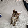 kitten, cat, tabby, bed, bedspread, white, furniture, indoor, pet, animal, curious, small, cute, fur, ears, whiskers, young, domestic, cozy, texture