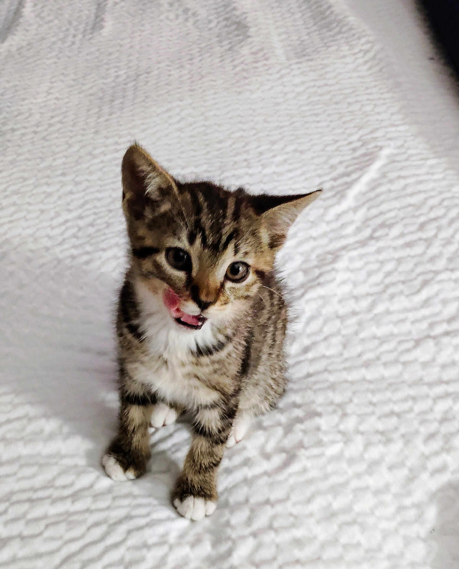 Tigger joined the competition — help win amazing prizes! kitten, tabby, cat, pet, animal, cute, tongue, licking, white_blanket, indoor, small, feline, young, fur, paws, ears, whiskers, playful, curious, domestic_cat